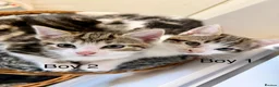 Domestic Shorthair cats for sale: 🐾✨ BEAUTIFUL RARE CALICO/TIGER PATTERN BOYS ✨🐾 - Advert 3