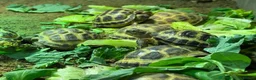 Tortoise reptiles for sale: BABY HORSFIELDS & SET UPS - Advert 7
