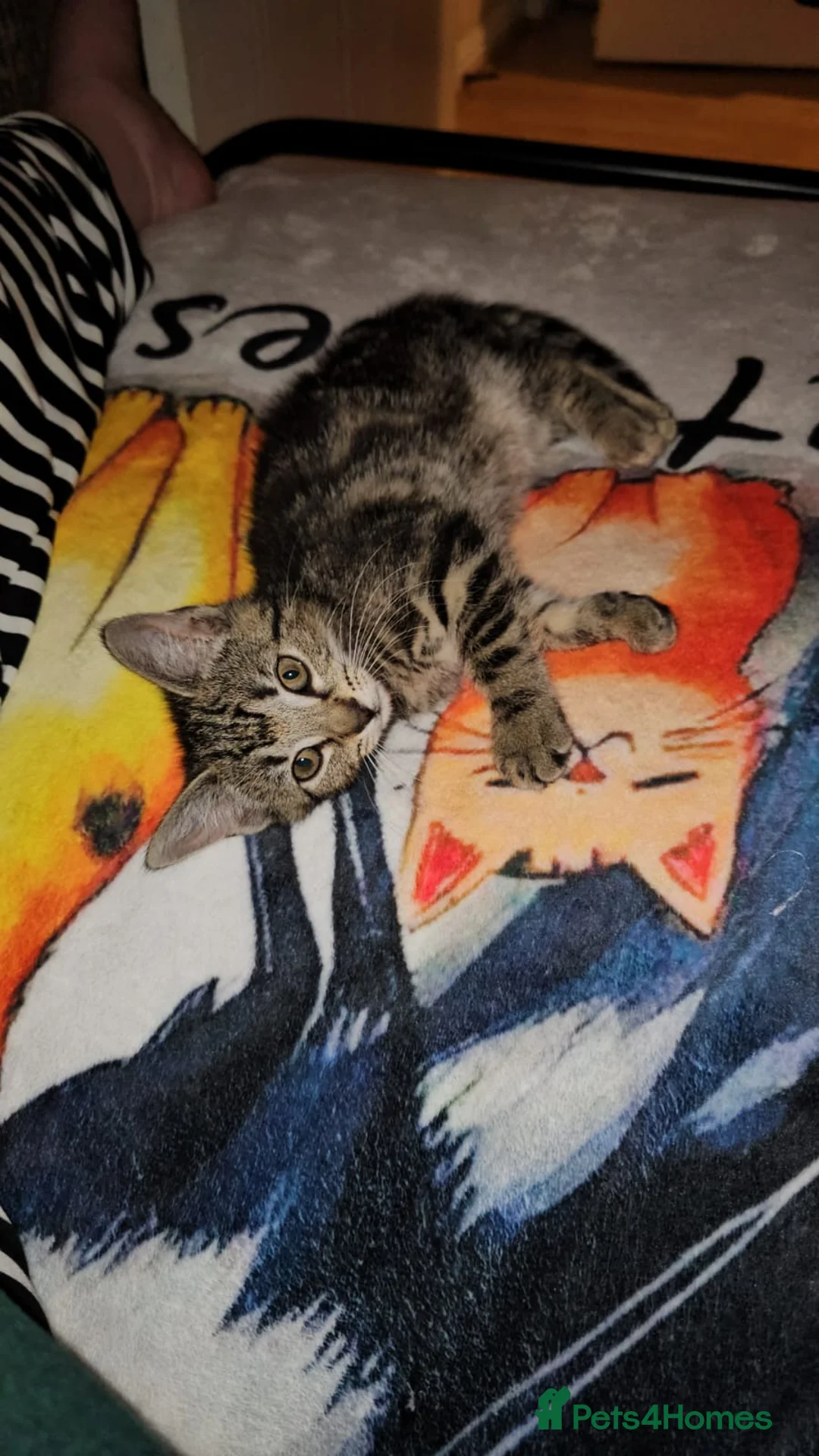 Domestic Shorthair cats for adoption: Rescue kitten bella needs home  - Advert 1