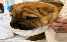 Mixed Breed dogs for sale: shar pei puppys - Image 8
