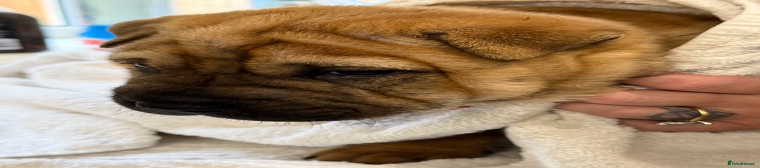 Mixed Breed Puppy 3