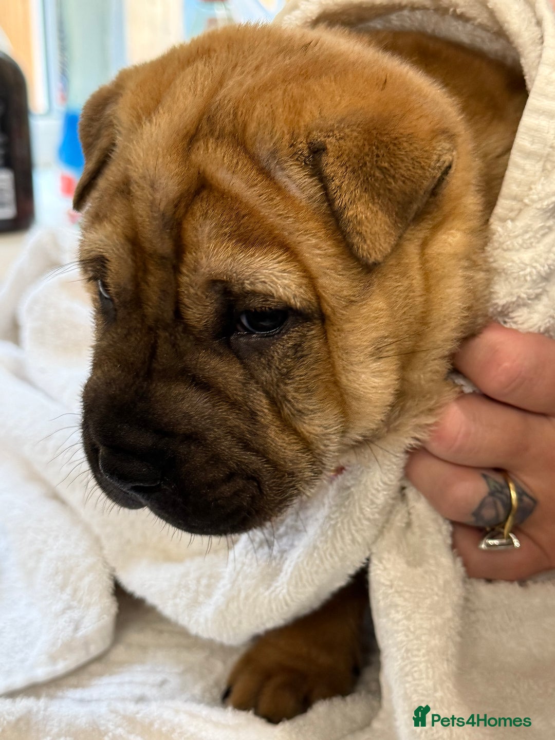 Mixed Breed dogs for sale: shar pei puppys - Image 8