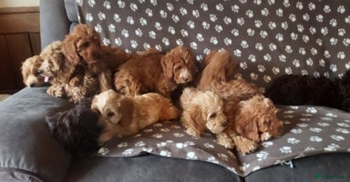 Cockapoo dogs - Advert 1