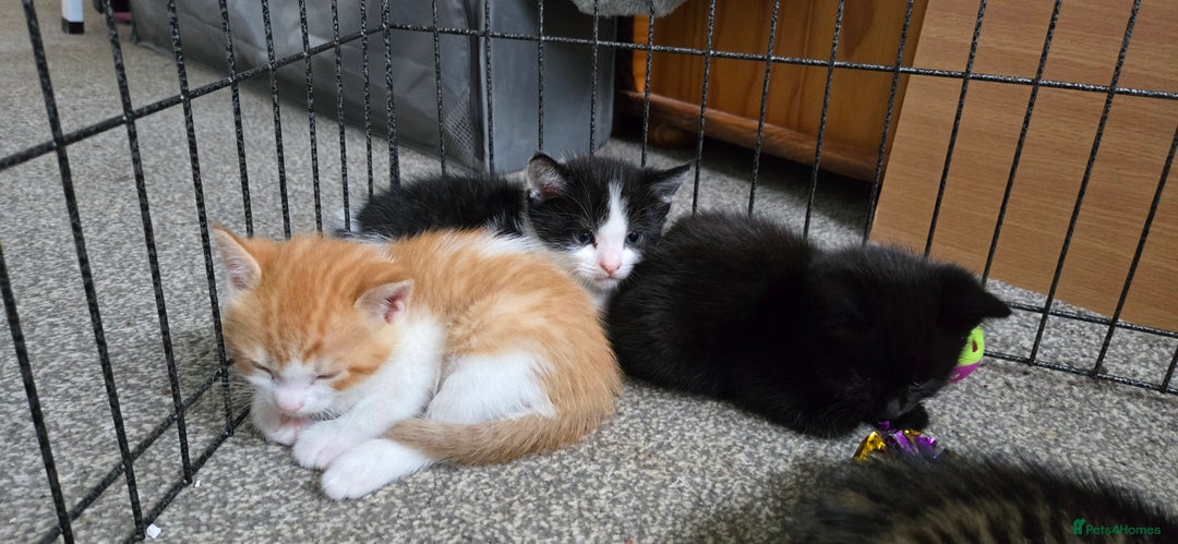 Mixed Breed cats for sale: 7 beautiful babies, 2 black/white are polydactyl  - Image 14