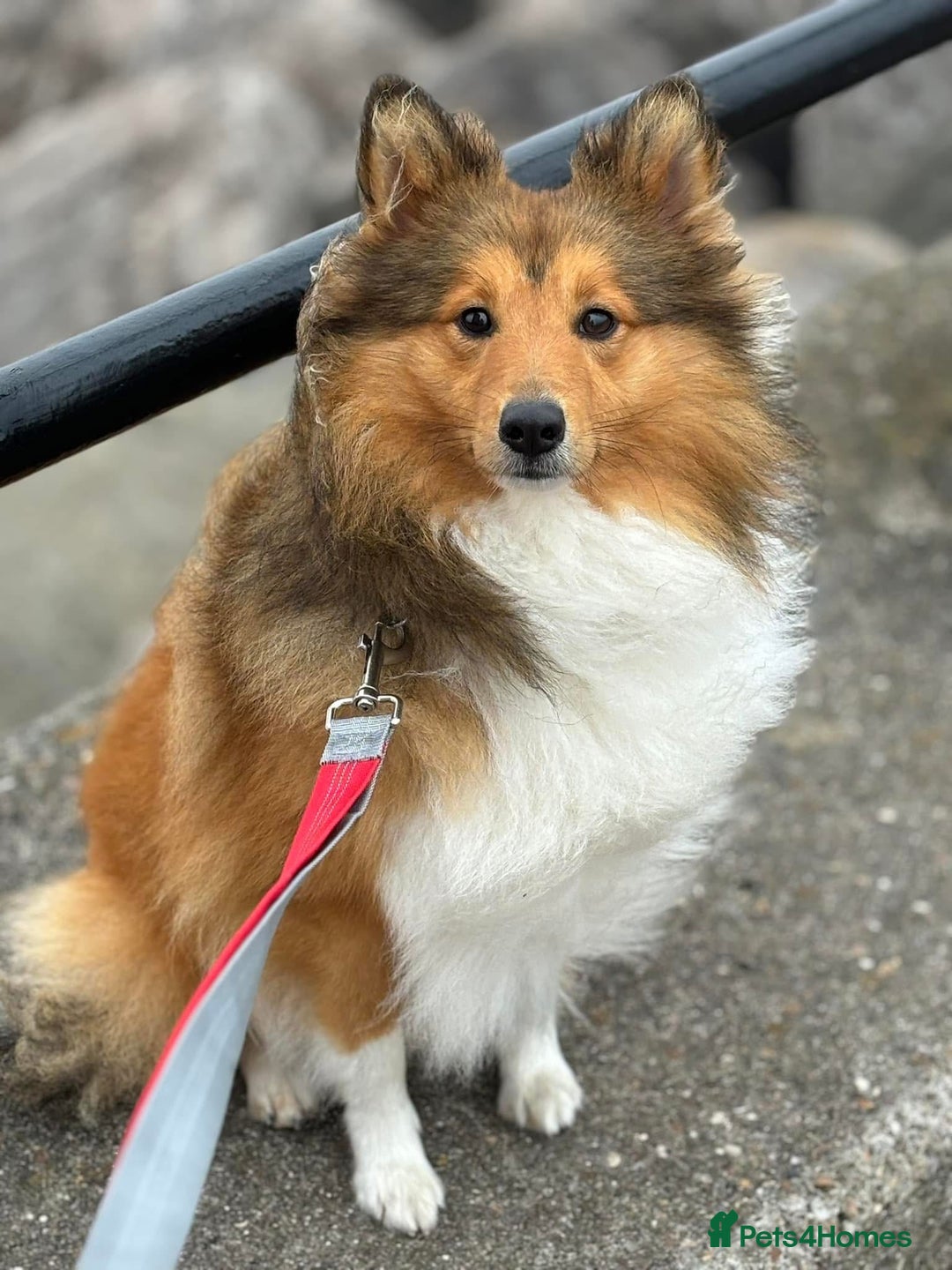 Shetland Sheepdog dogs for stud: Beautiful sable Shetland sheepdog for stud  - Image 10