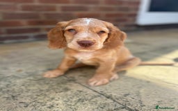Cocker Spaniel dogs for sale: ONE LEFT - Ready to go - Beautiful Family-Raised - Image 11