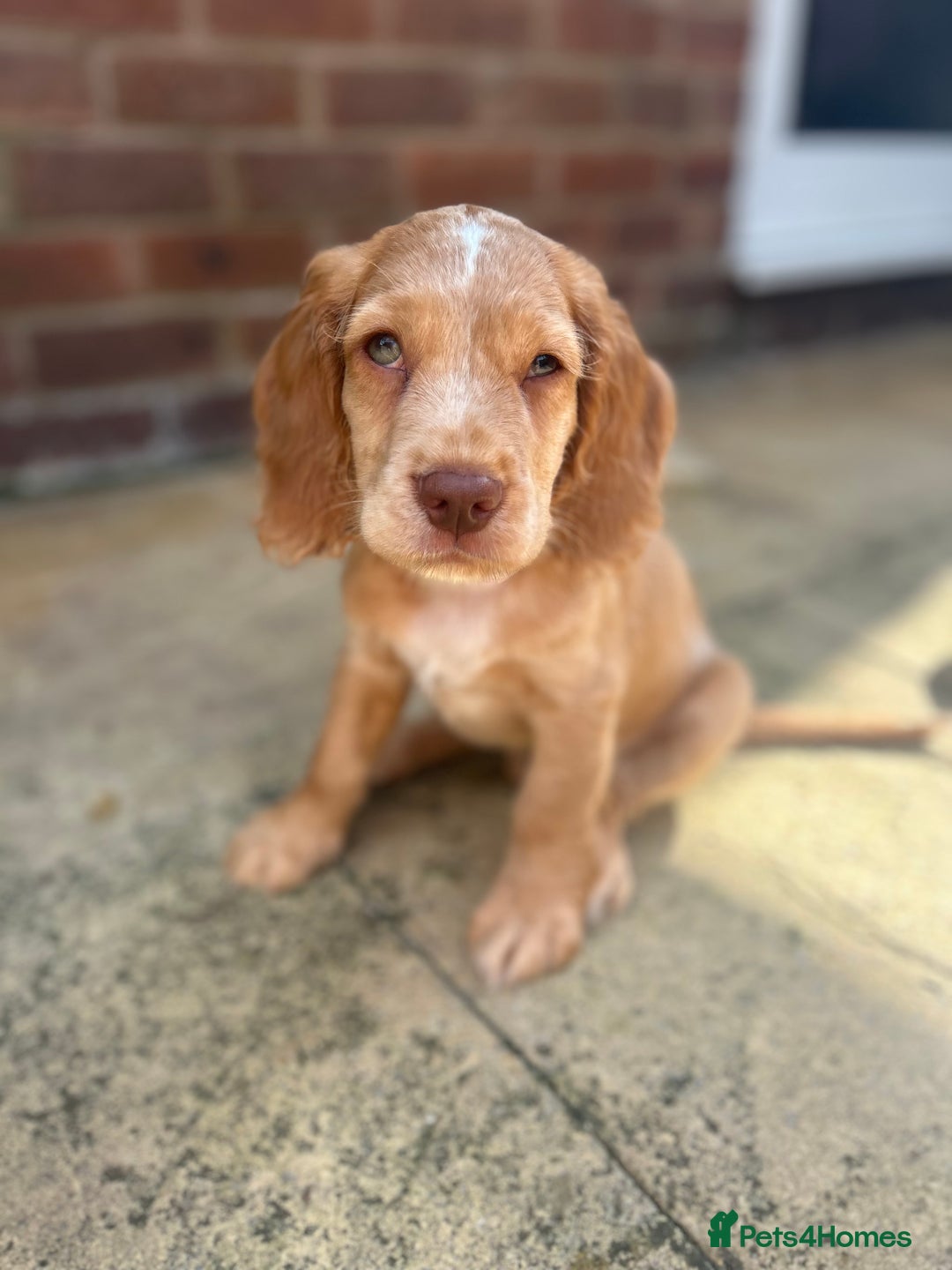 Cocker Spaniel dogs for sale: ONE LEFT - Ready to go - Beautiful Family-Raised - Image 11