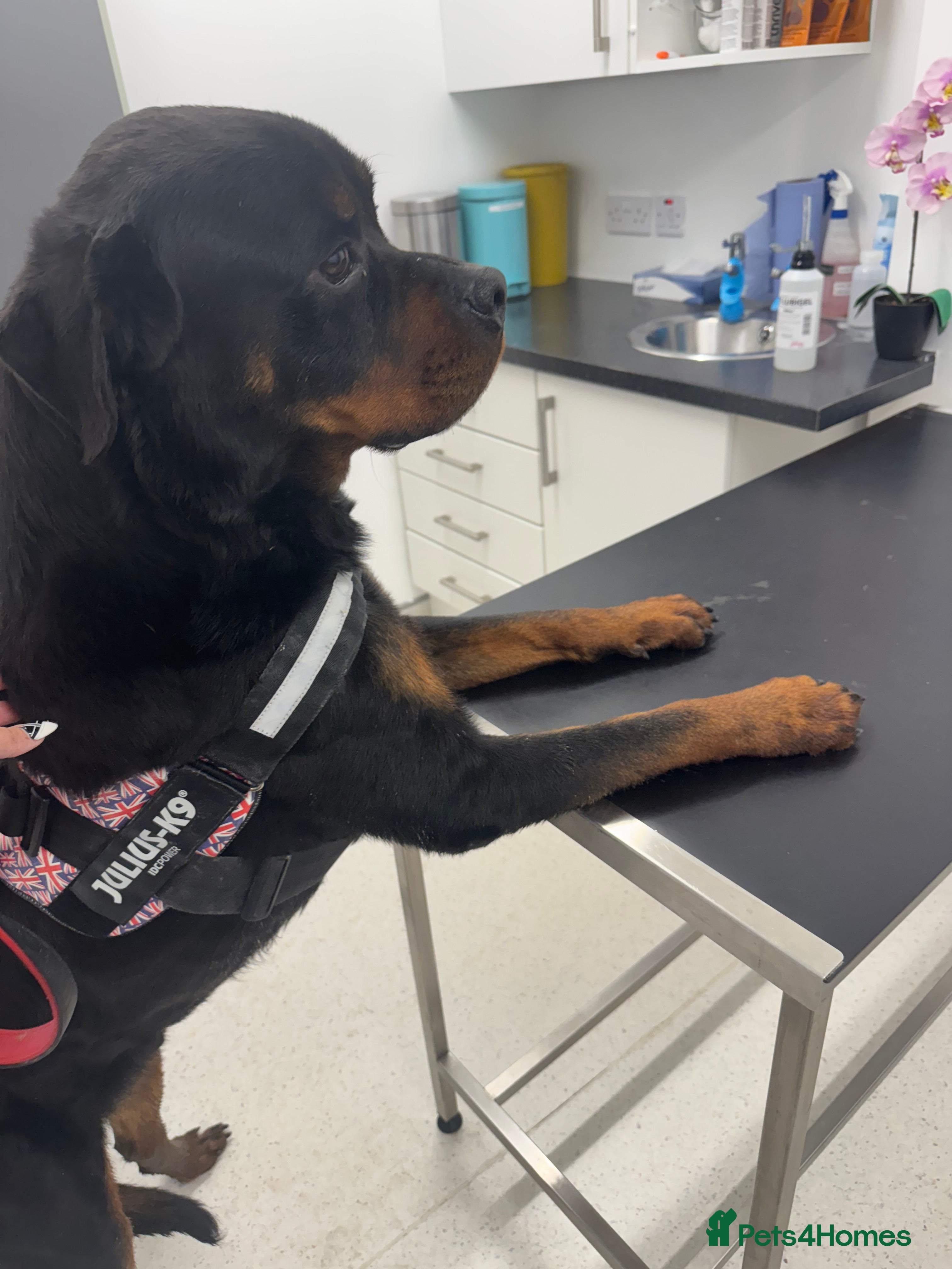 Rottweiler dogs New home needed for a beautiful boy  - Advert 16