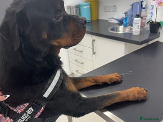 Rottweiler dogs New home needed for a beautiful boy - Advert 6