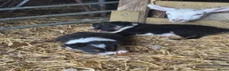 Border Collie dogs for sale: 2 Beautiful Border Collie bitch pups in Sheffield - Advert 6