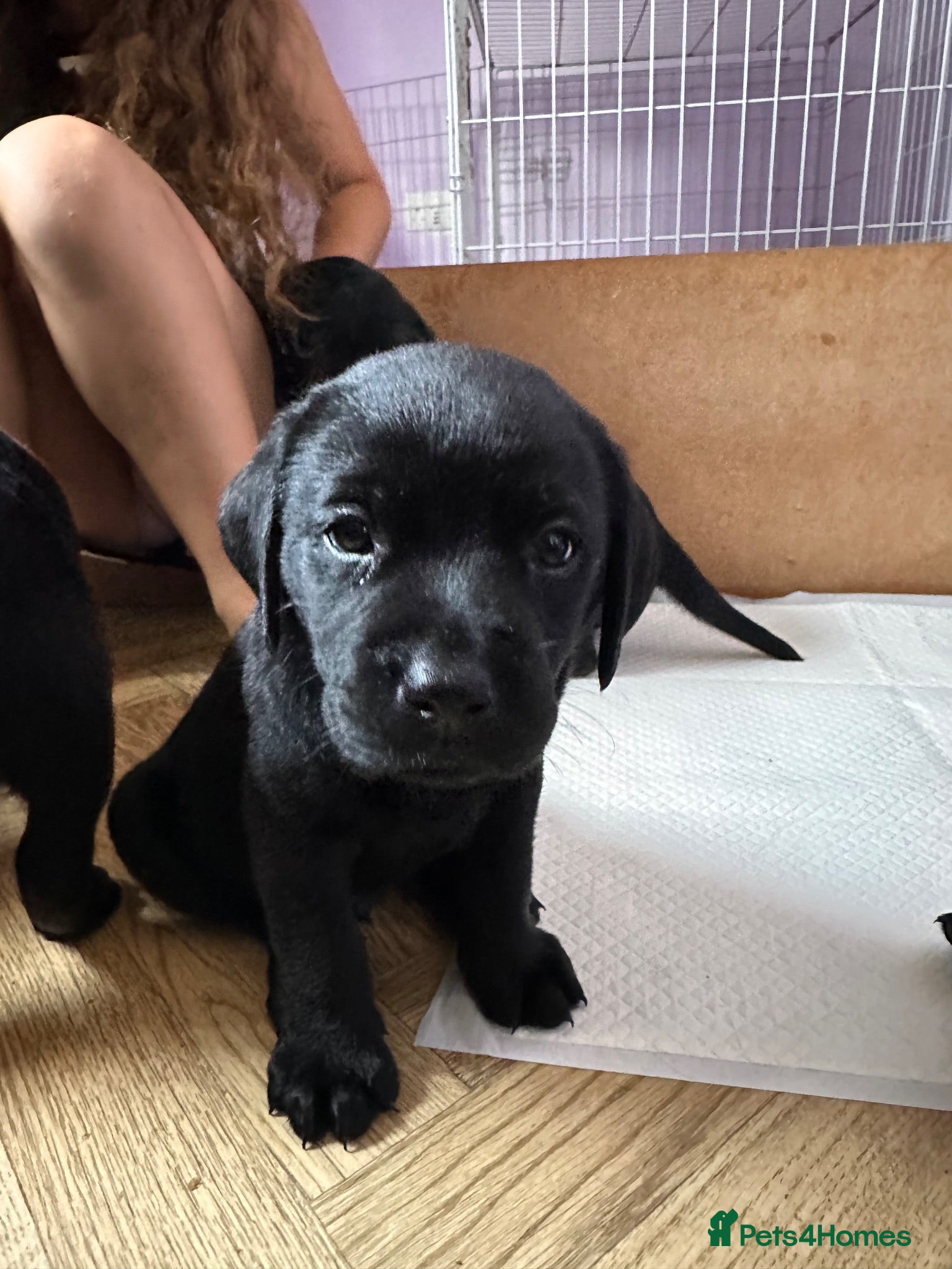 Labrador Retriever dogs Beautiful KC Labradors  - Advert 13