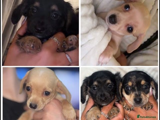 Dachshund dogs Gorgeous mini Dacshund X puppies🐾 - Advert 1