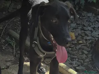 Mixed Breed dogs LEBBY - Advert 1