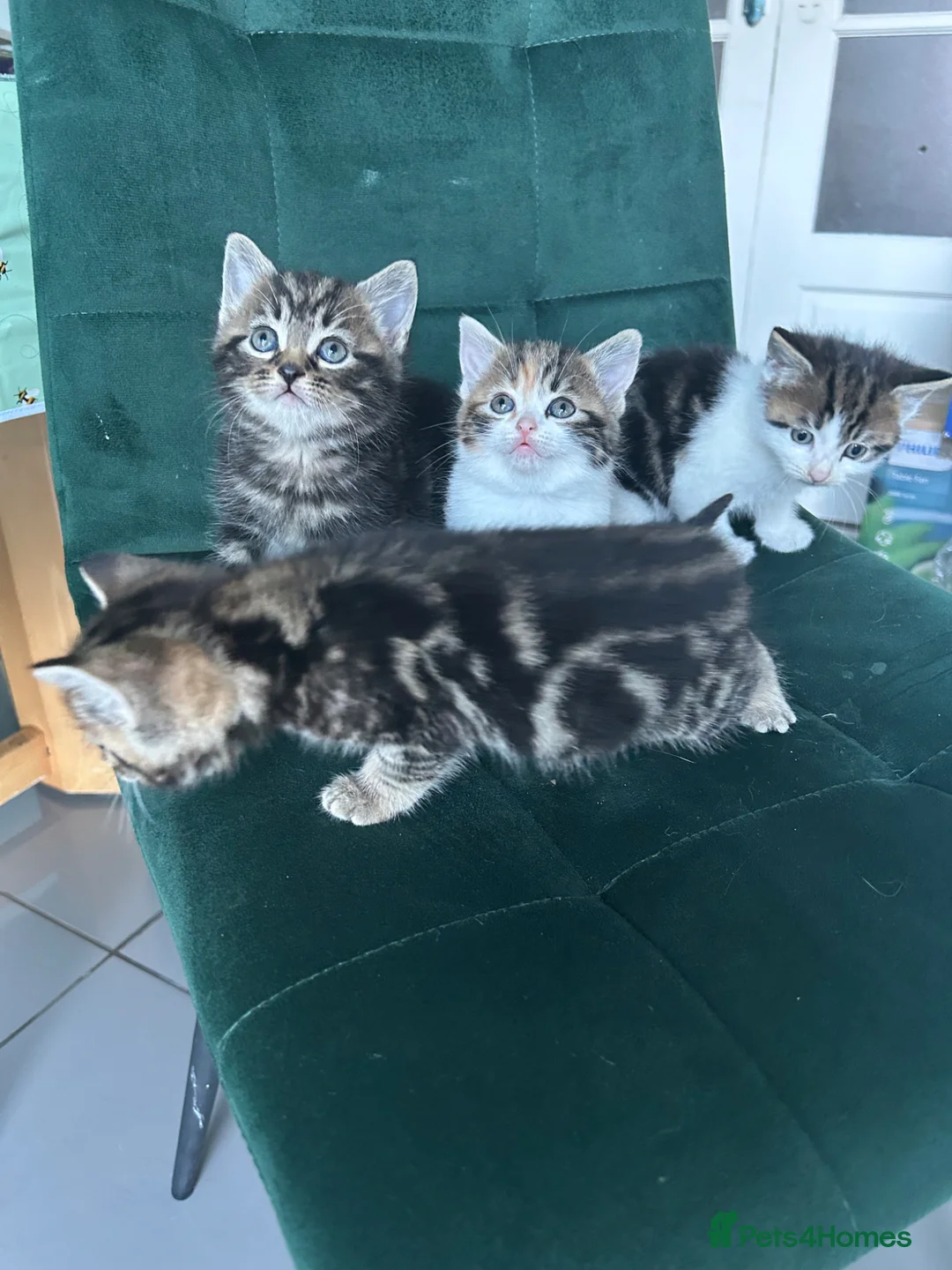 Norwegian Forest Cat cats for sale:     Four Adorable Kittens - Advert 2