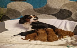 Cavapoo dogs for sale: Fox Red Cavapoo F1 Puppies  - Image 25