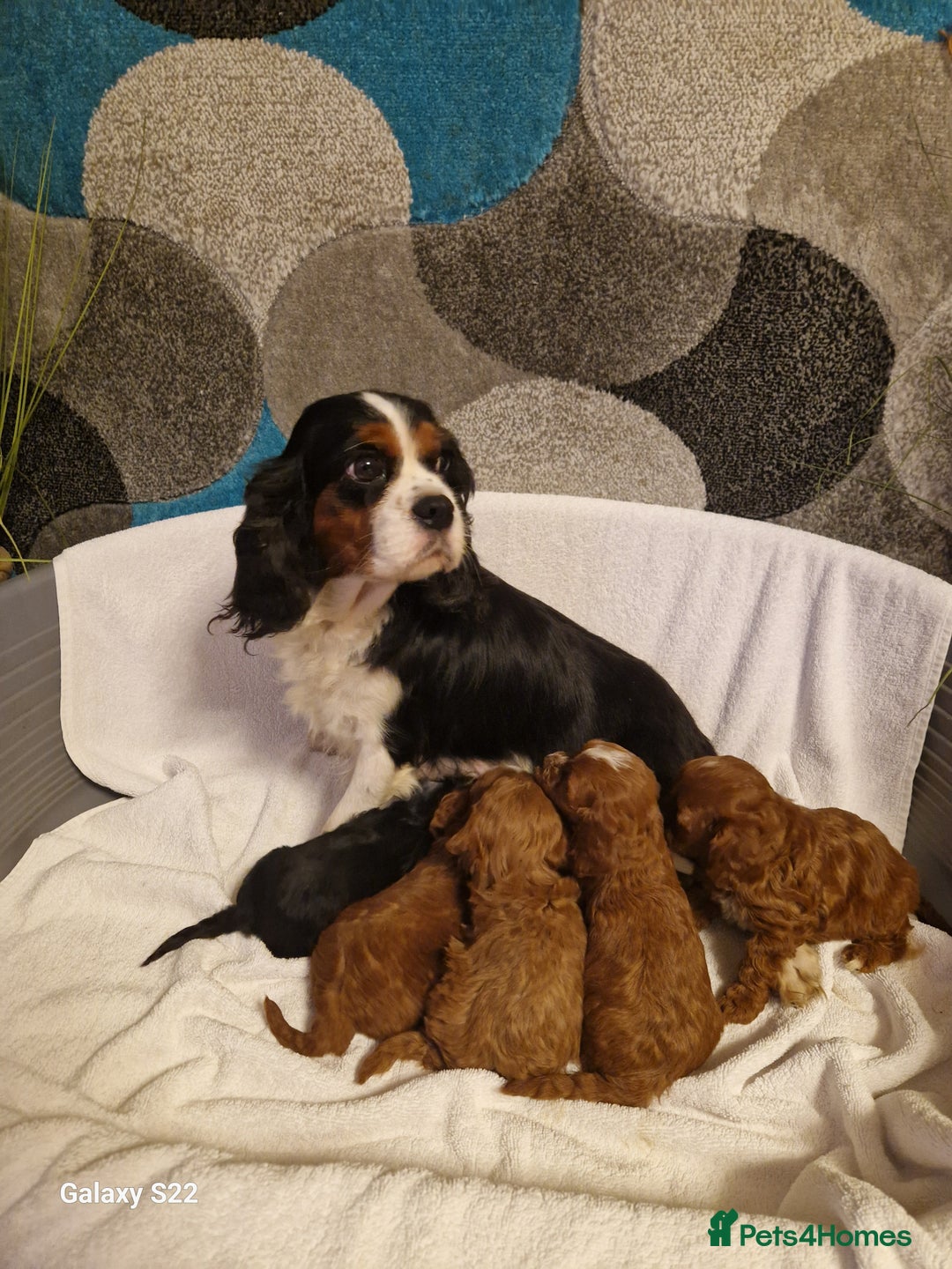 Cavapoo dogs for sale: Fox Red Cavapoo F1 Puppies  - Image 25
