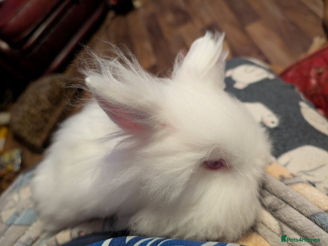 Lionhead rabbits for sale: Lion head and mini lop pair - Image 7