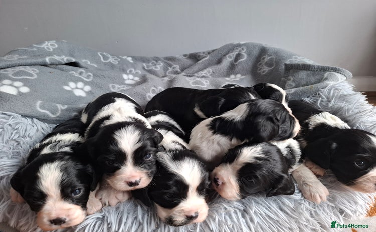 Mixed Breed dogs - Advert 1