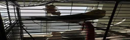 Cockatiels birds for sale: Disco, aprox 2 year old cockatiel in London - Advert 3