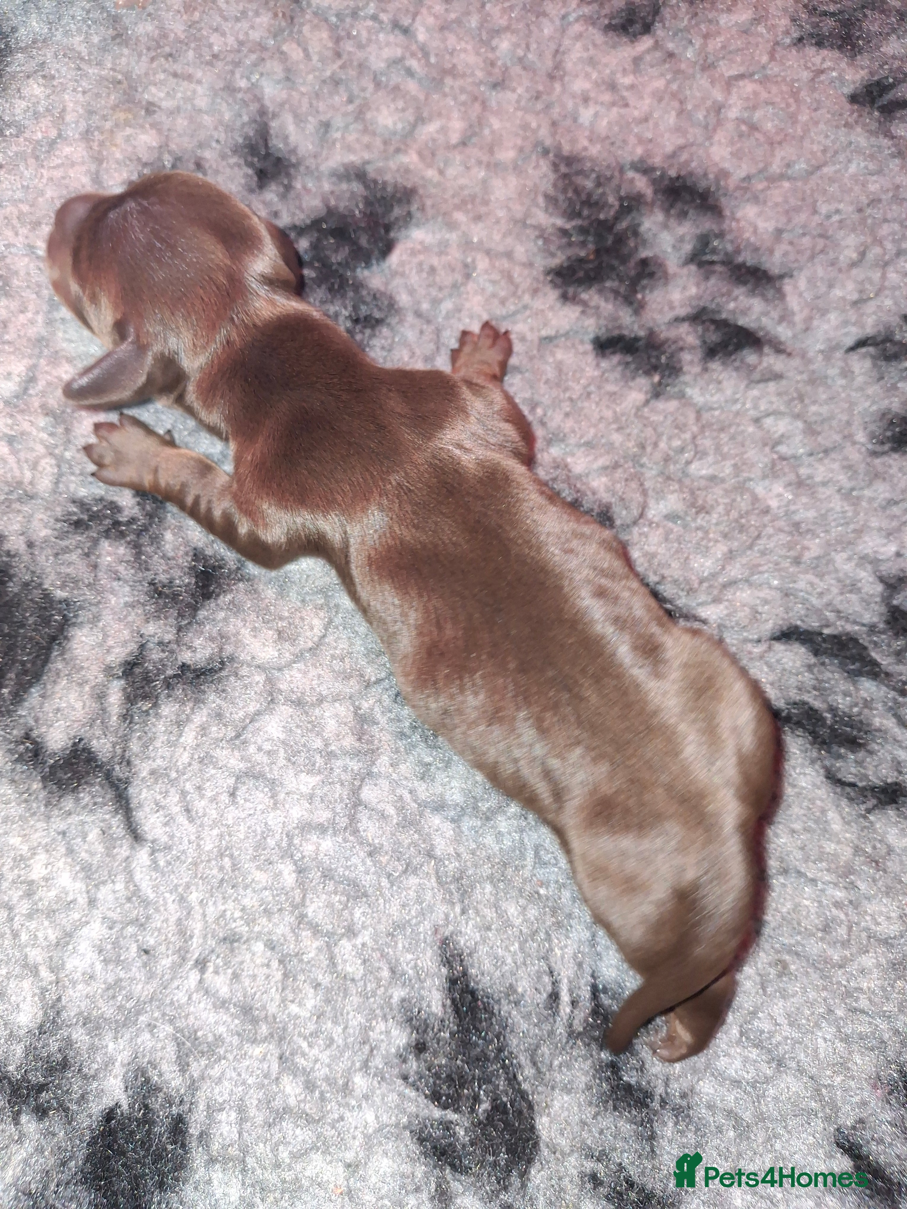 Dachshund dogs Kc Minature Smooth Haired Dashchund - Advert 2