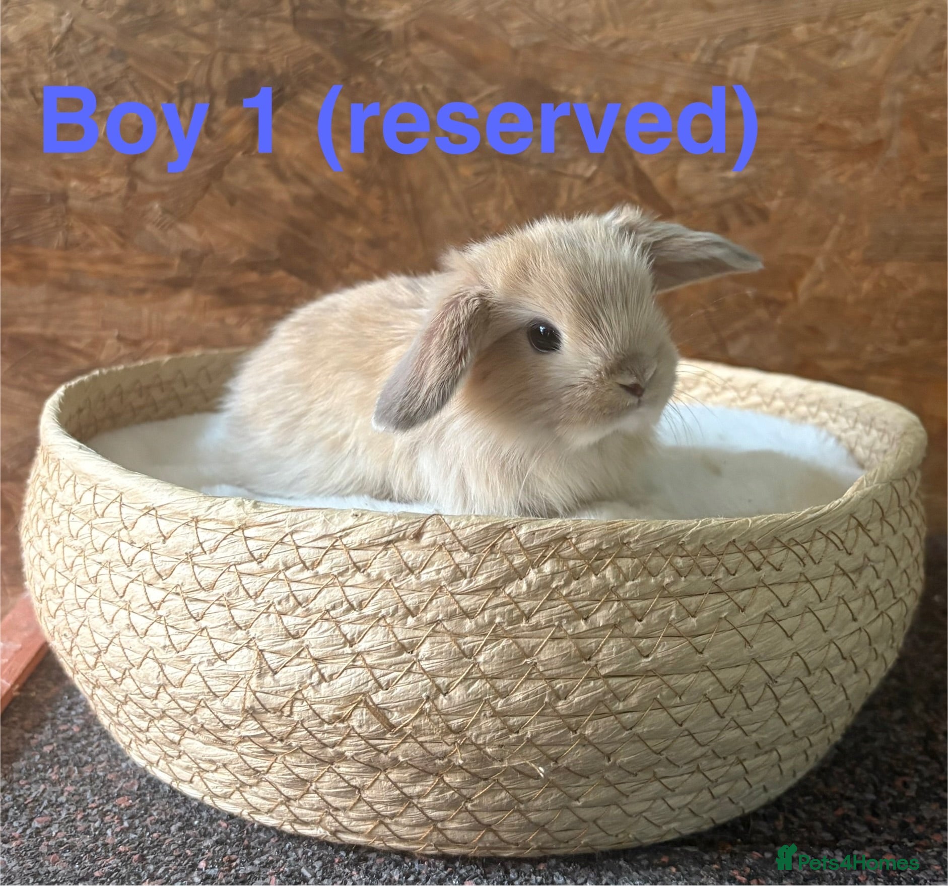 Mini Lop rabbits Mini lops available to reserve - Advert 1