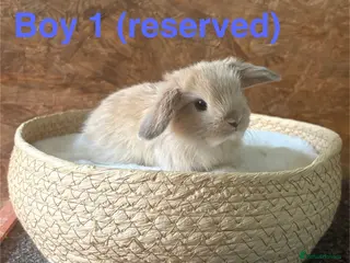 Mini Lop rabbits Mini lops available to reserve - Advert 1