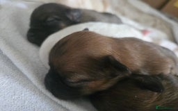 Pomchi dogs for sale: Gorgeous pomchi puppies  - Image 3