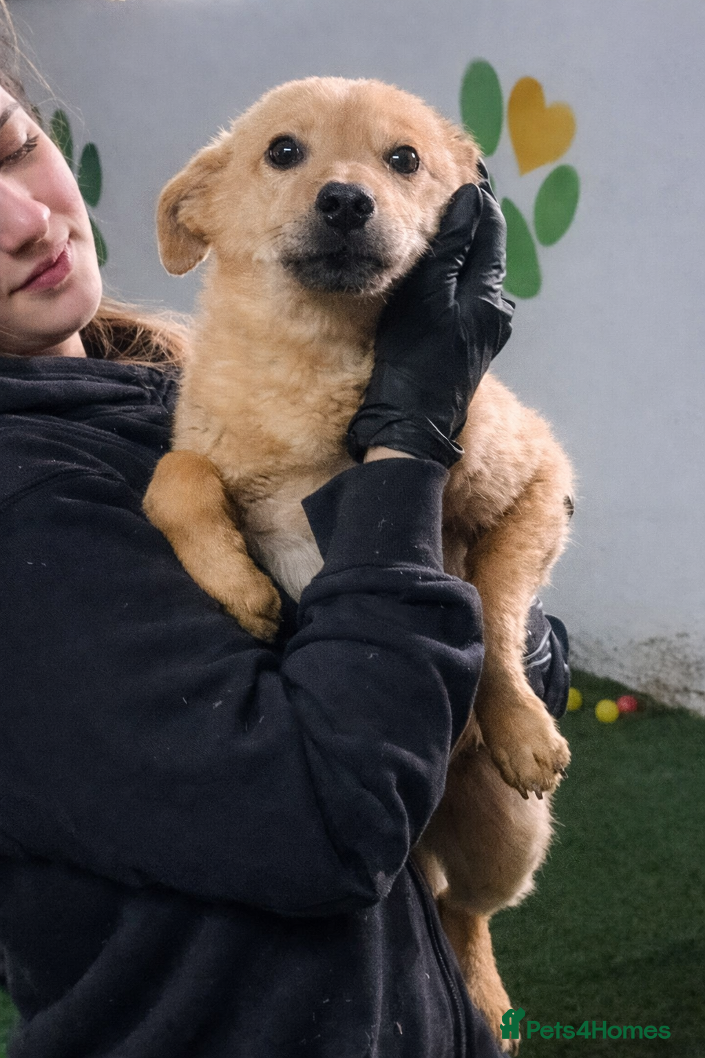 Mixed Breed dogs 💖 MORGAN – A gentle boy with a sunny nature 💖 - Advert 12