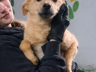 Mixed Breed dogs 💖 MORGAN – A gentle boy with a sunny nature 💖 - Advert 12