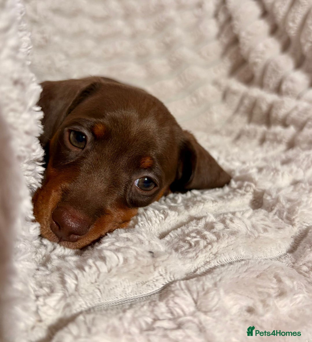 Dachshund dogs for sale: Litter of 5 beautiful dachshund pups for sale. - Image 6