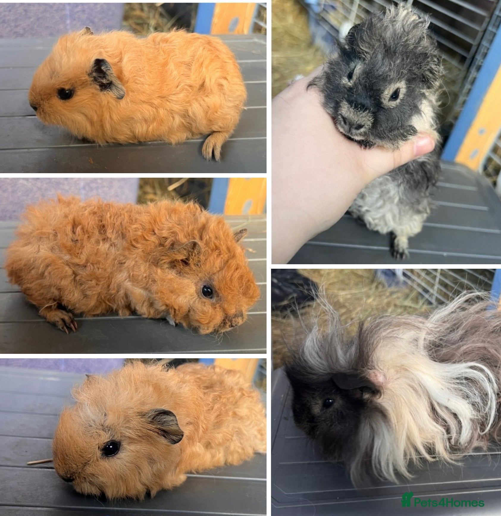 Guinea Pig rodents Swiss and Lunkarya GuineaPupz Pigs  - Advert 3