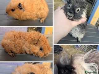 Guinea Pig rodents Swiss and Lunkarya GuineaPupz Pigs - Advert 1