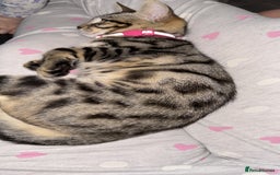 Bengal cats for sale: Bengal cat  - Advert 2