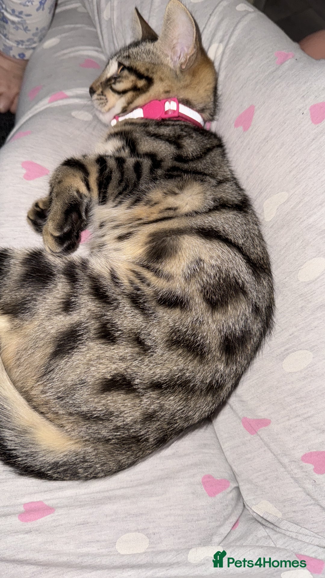 Bengal cats for sale: Bengal cat  - Advert 2