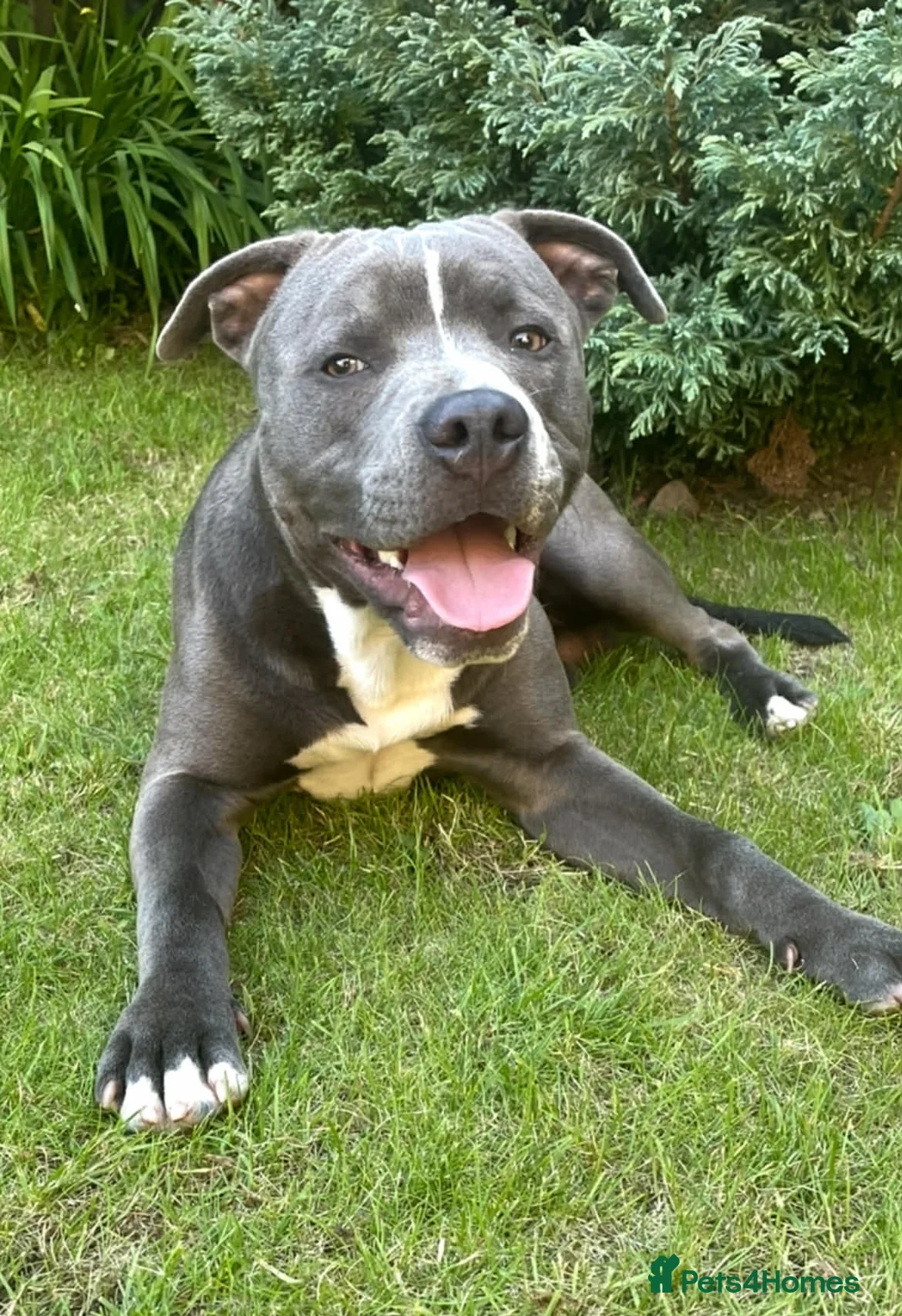 Staffordshire Bull Terrier dogs for stud: Staffordshire Stud - Advert 4