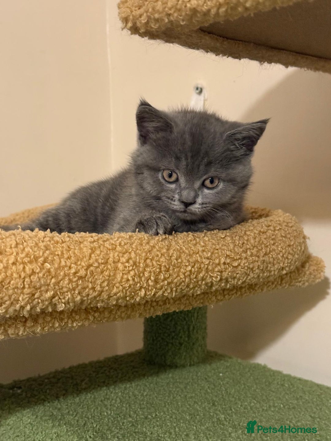 British Shorthair cats for sale: BSH x Ragamuffin Kittens - Advert 3