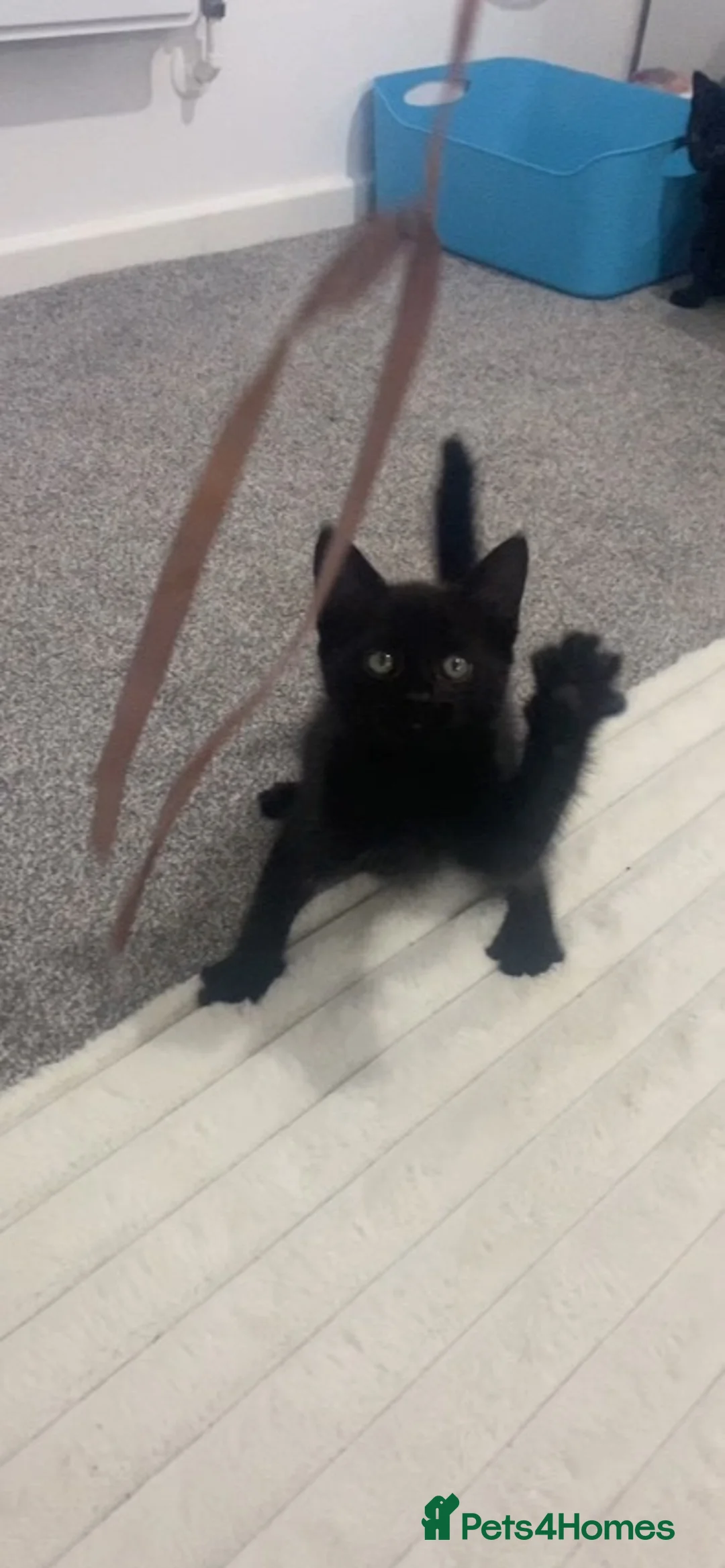 Mixed Breed cats for sale: 2 babys for sale  - Advert 4