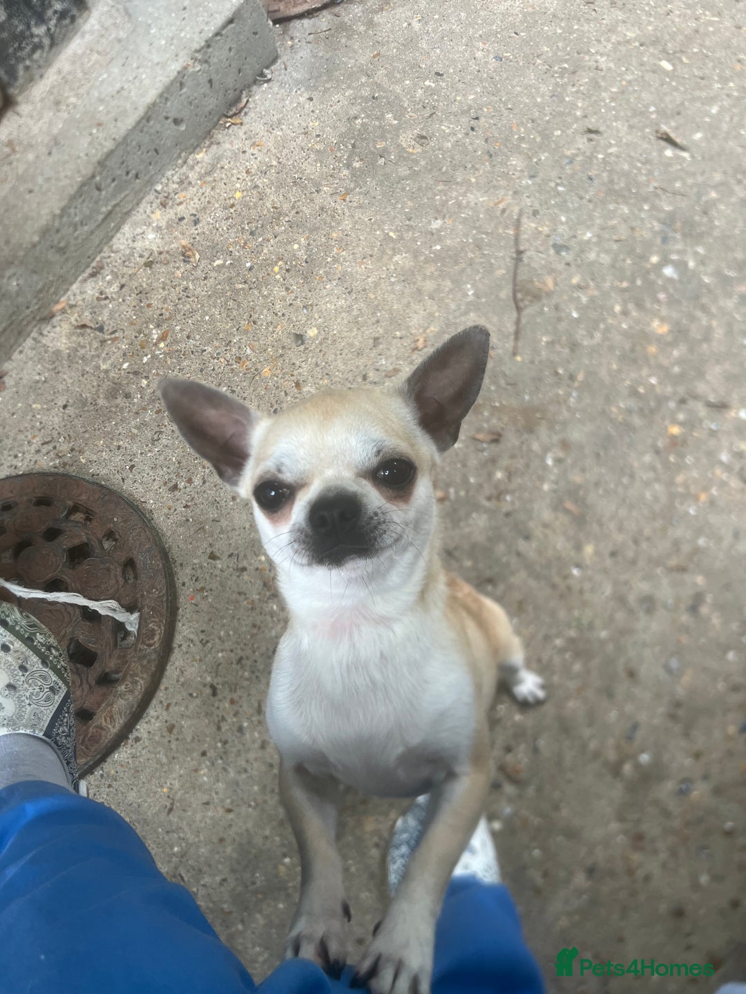 Chihuahua dogs for stud: KC Registered & Health Tested Chihuahua STUD  in Redhill - Image 6