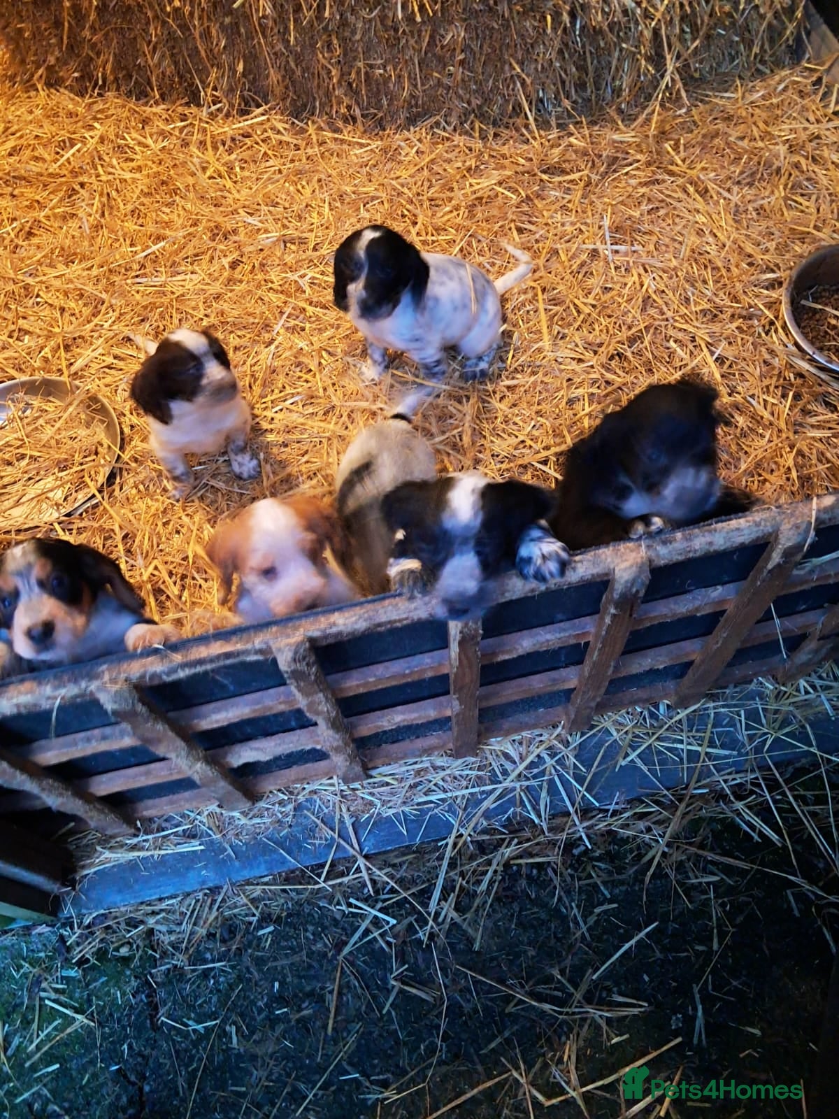 Cocker Spaniel dogs Cocker spaniel puppies  - Advert 4