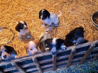 Cocker Spaniel dogs Cocker spaniel puppies - Advert 17