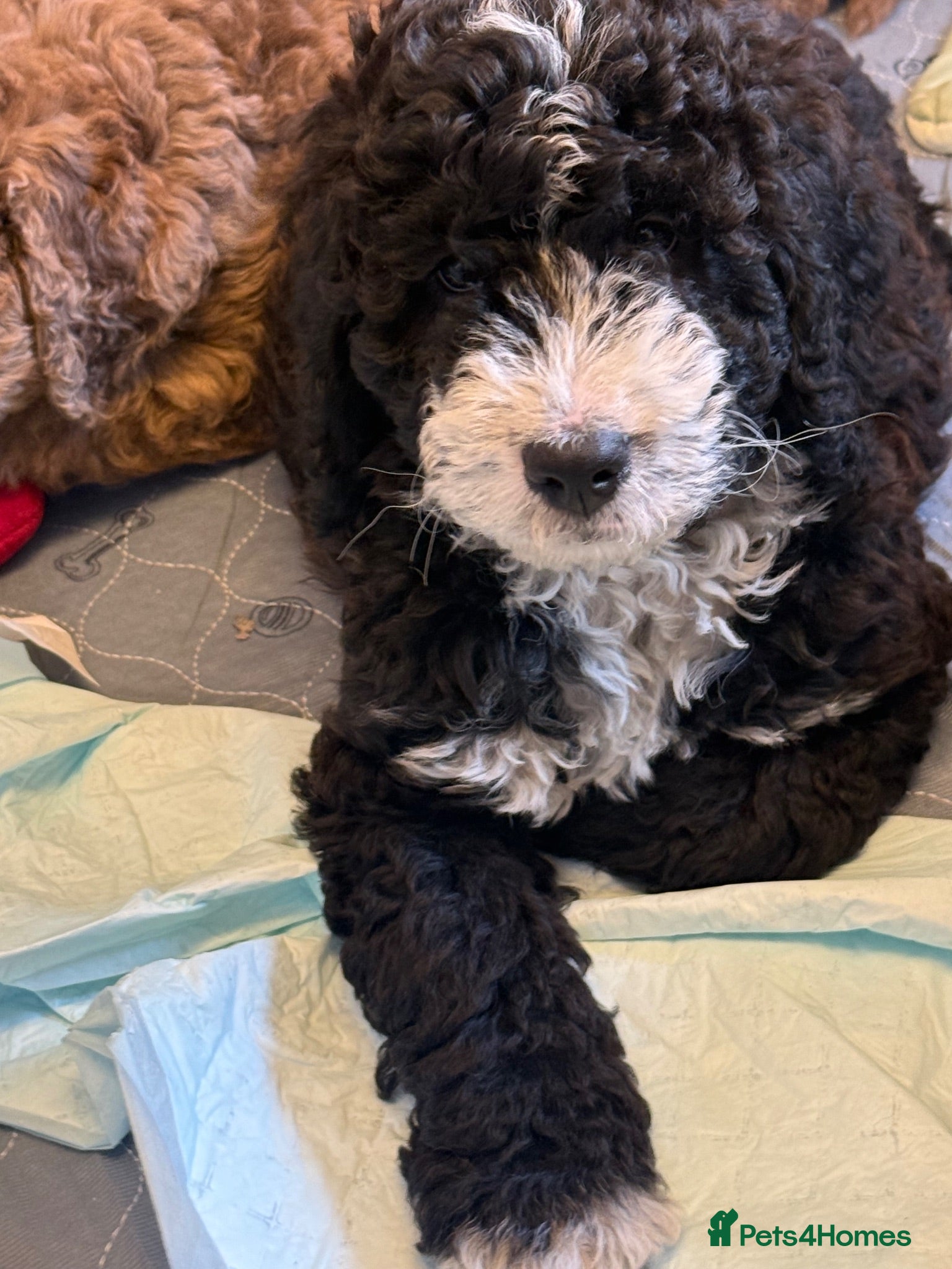 Bernedoodle dogs Beautiful Bernidoodles - Advert 2