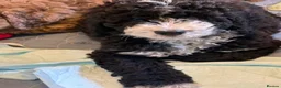 Bernedoodle dogs for sale: Beautiful Bernidoodles - Advert 1