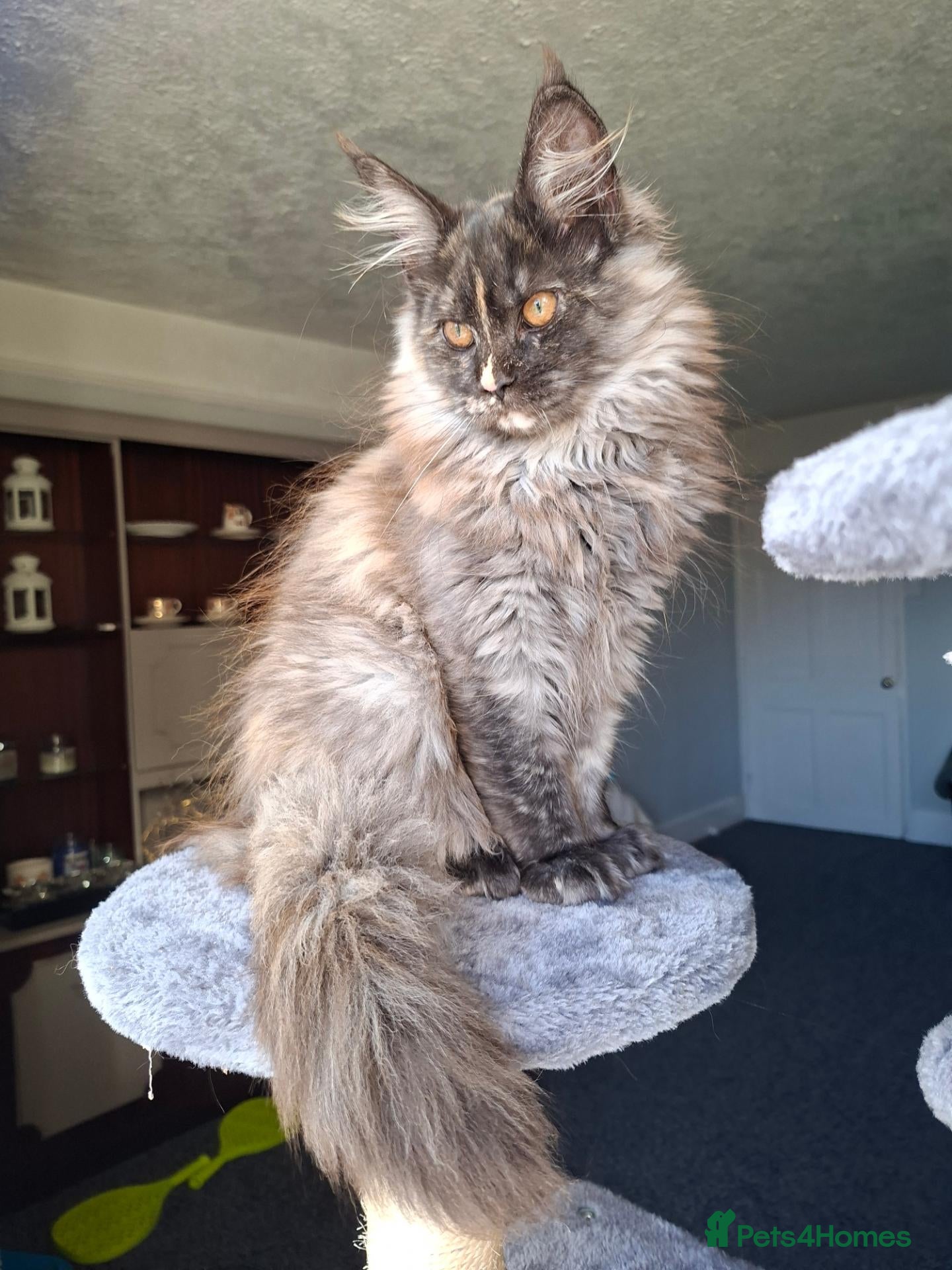 Maine Coon cats Pure Tica active Main Coon kittens - Advert 2