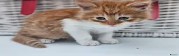 Mixed Breed cats for sale: Kittens for sale  - Advert 15