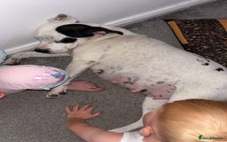 Staffordshire Bull Terrier dogs for sale: Staffordshire bull terriers  - Image 6