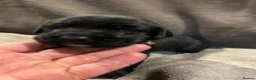 Springador dogs for sale: Springador pups - Advert 31