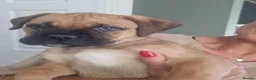 Bullmastiff dogs for sale: Bullmastiff Puppies Available - Advert 6