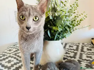 Russian Blue cats Pedigree TICA registered Russian blue kittens - Advert 1