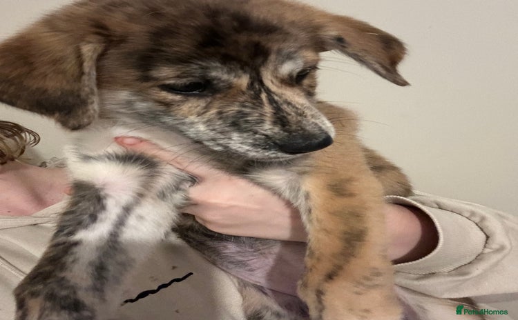 Mixed Breed dogs - Advert 16