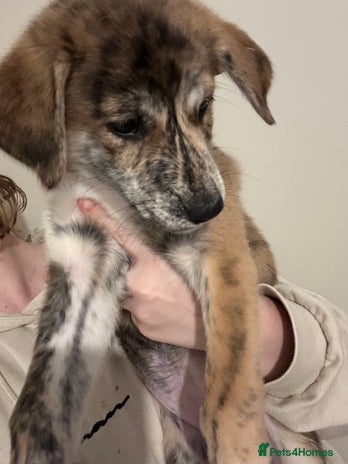 Mixed Breed dogs - Advert 16